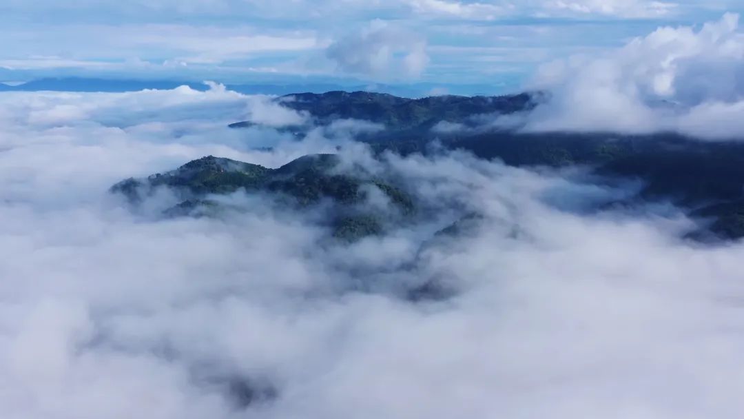 4大雪山防伪后台.jpg