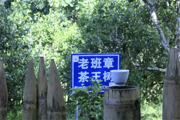 13茶山游.jpg